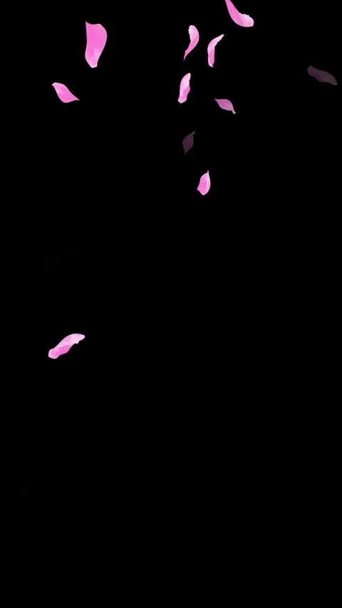 Loop Pink Petals Falling, Black Background, white Background, blue Background Stock Footage 277776364