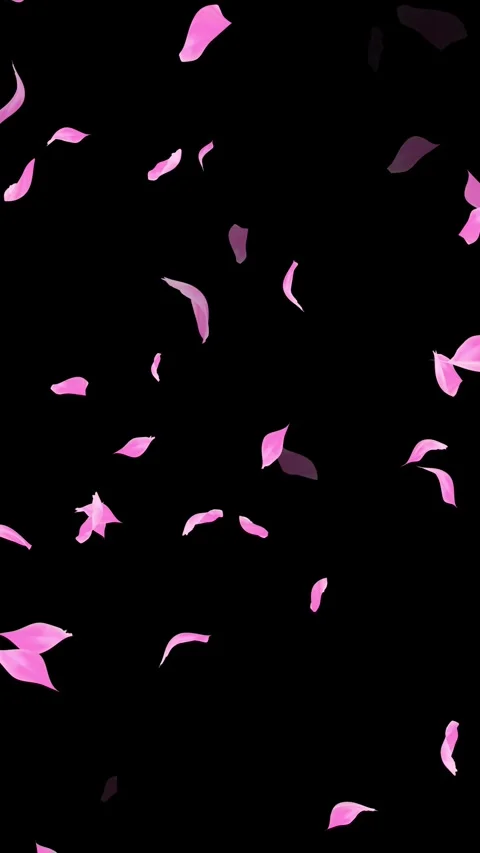 Loop Pink Petals Falling, Black Background, white Background, blue Background Stock Footage 277776407