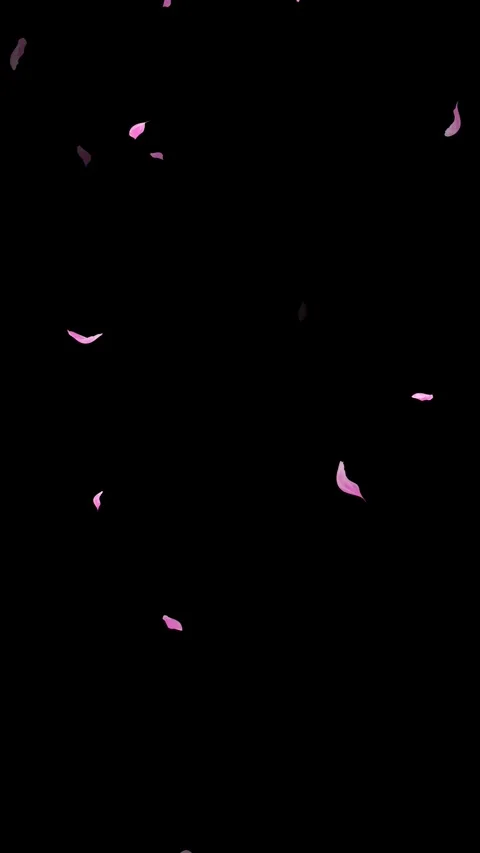 Loop Pink Petals Falling, Black Background, white Background, blue Background Stock Footage 277776419