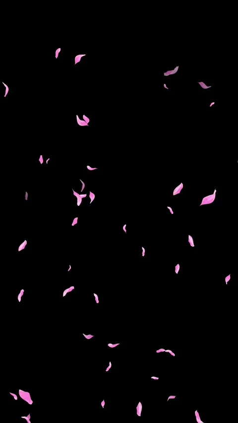 Loop Pink Petals Falling, Black Background, white Background, blue Background Stock Footage 277776444