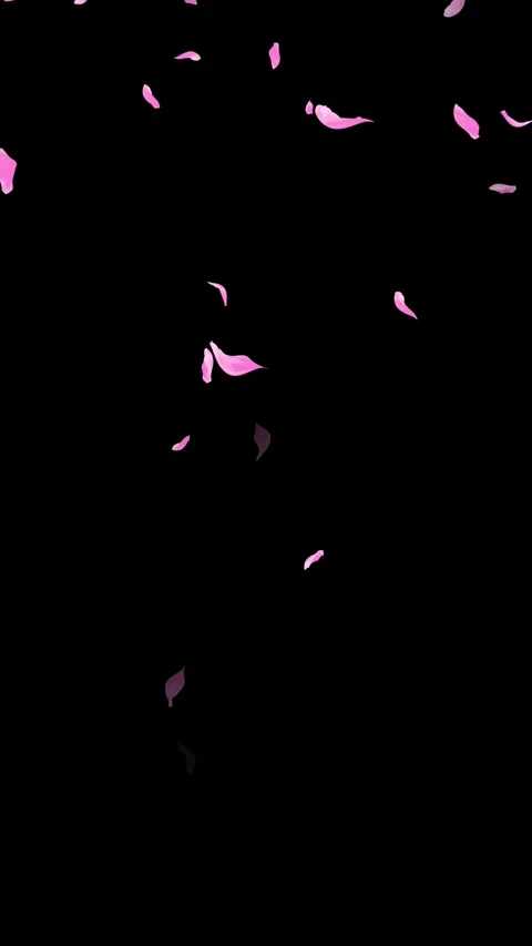 Loop Pink Petals Falling, Black Background, white Background, blue Background Stock Footage 277776451