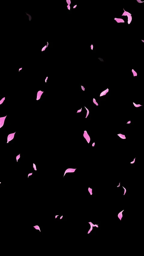 Loop Pink Petals Falling, Black Background, white Background, blue Background Stock Footage 277776470