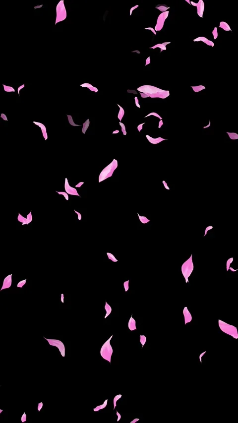 Loop Pink Petals Falling, Black Background, white Background, blue Background Stock Footage 277776510
