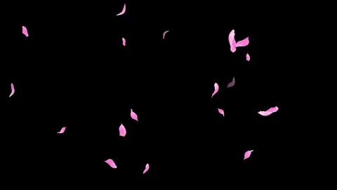 Loop Pink Petals Falling, Black Background, white Background, blue Background Stock Footage 277789963