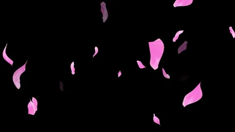 Loop Pink Petals Falling, Black Background, white Background, blue Background Stock Footage 277789968