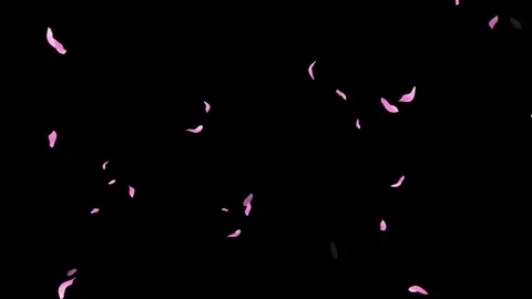 Loop Pink Petals Falling, Black Background, white Background, blue Background Stock Footage 277789973