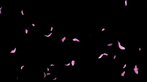 Loop Pink Petals Falling, Black Background, white Background, blue Background Stock Footage 277789976