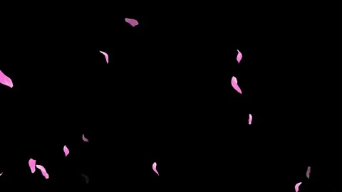 Loop Pink Petals Falling, Black Background, white Background, blue Background Stock Footage 277790104