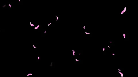 Loop Pink Petals Falling, Black Background, white Background, blue Background Stock Footage 277790123