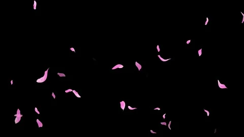 Loop Pink Petals Falling, Black Background, white Background, blue Background Stock Footage 277790137