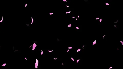 Loop Pink Petals Falling, Black Background, white Background, blue Background Stock Footage 277790164