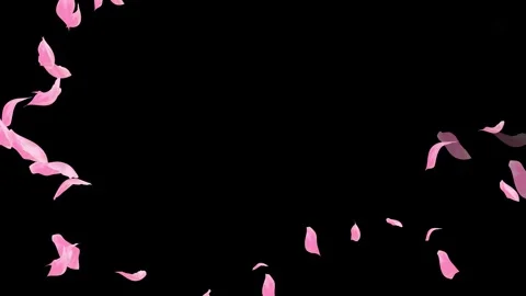 Loop Pink Petals Falling, Black Background, white Background, blue Background Stock Footage 277792724