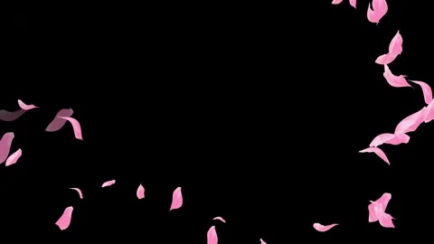 Loop Pink Petals Falling, Black Background, white Background, blue Background Stock Footage 277792756