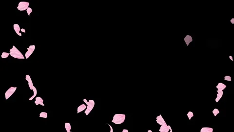 Loop Pink Petals Falling, Black Background, white Background, blue Background Stock Footage 277792938