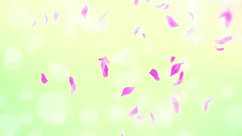 Loop Pink Rose Petals Falling, cherry blossom on spring background, nature Stock Footage 277791136