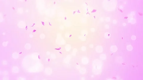 Loop Pink Rose Petals Falling, cherry blossom on spring background, nature Stock Footage 277791167
