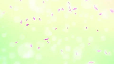 Loop Pink Rose Petals Falling, cherry blossom on spring background, nature Stock Footage 277791178