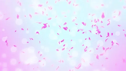 Loop Pink Rose Petals Falling, cherry blossom on spring background, nature Stock Footage 277791193