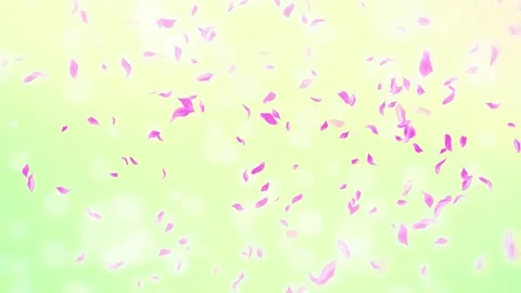 Loop Pink Rose Petals Falling, cherry blossom on spring background, nature Stock Footage 277791202