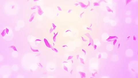 Loop Pink Rose Petals Falling, cherry blossom on spring background, nature Stock Footage 277791254