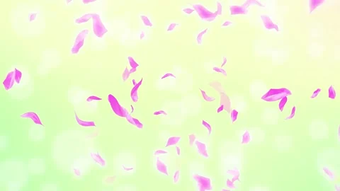 Loop Pink Rose Petals Falling, cherry blossom on spring background, nature Stock Footage 277791261