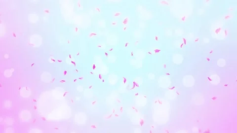 Loop Pink Rose Petals Falling, cherry blossom on spring background, nature Stock Footage 277791273