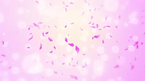 Loop Pink Rose Petals Falling, cherry blossom on spring background, nature Stock Footage 277791277