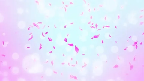 Loop Pink Rose Petals Falling, cherry blossom on spring background, nature Stock Footage 277791285