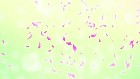 Loop Pink Rose Petals Falling, cherry blossom on spring background, nature Stock Footage 277791291