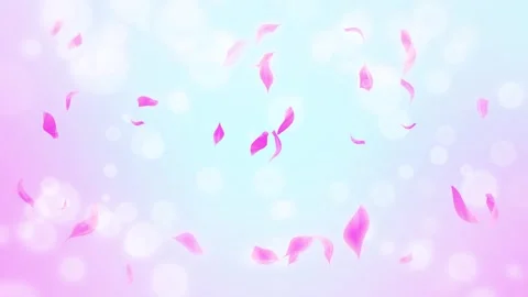 Loop Pink Rose Petals Falling, cherry blossom on spring background, nature Stock Footage 277791584