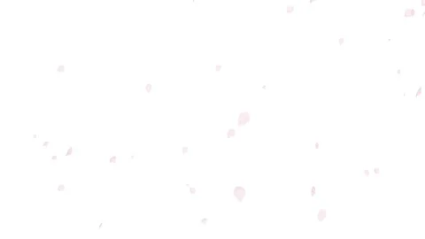 Loop-ready File - Falling down Cherry blossom Petals Stock Footage 85089123