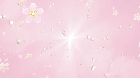 Loop-ready File - Spreading Cherry blossom and petals Stock Footage 69903056