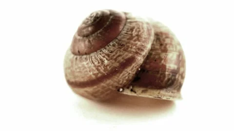 Loop rotating shell 動画素材 9455462