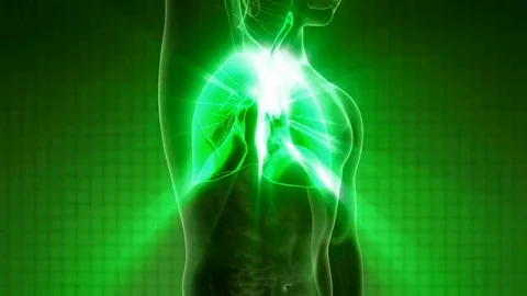 loop science anatomy scan of human lungs... | Stock Video | Pond5