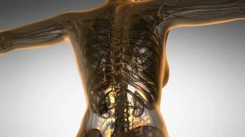 Loop science anatomy scan of human digestive system glowing with yellow Stock Footage 279816189