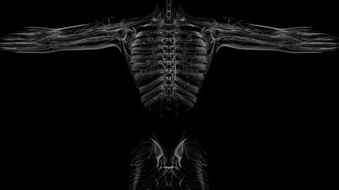 Loop Science Anatomy Tomography Scan Of ... | Stock Video | Pond5