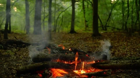 Loop of Smoking Campfire Logs in Forest 库存影片 342505183