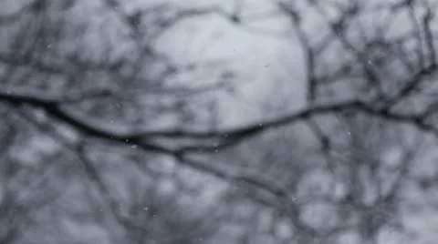 Loop: Snow and trees Stock Footage 22114855