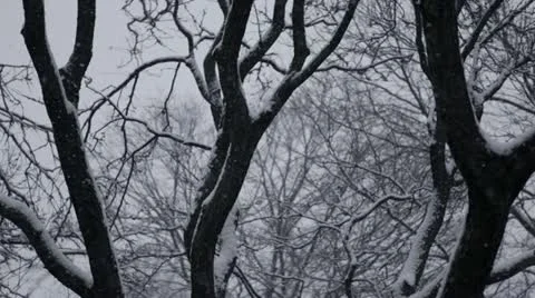 Loop: Snow and trees Stock Footage 22115398