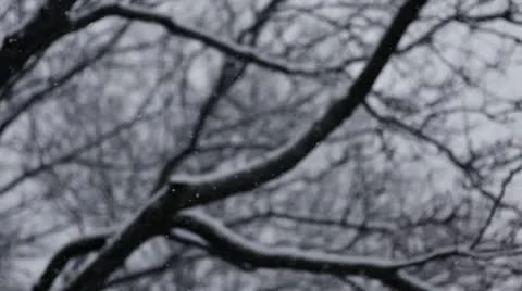 Loop: Snow and trees Stock Footage 22115433