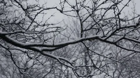 Loop: Snow and trees Stock Footage 22119936