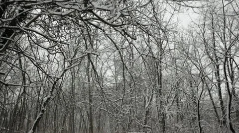 Loop: Snow clumps falling from trees in oak forest Stock Footage 22123937