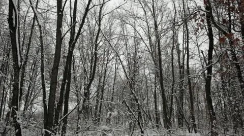 Loop: Snow clumps falling from trees in oak forest Stock Footage 22136594