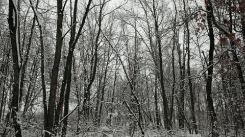 Loop: Snow clumps falling from trees in oak forest Stock Footage 22137952