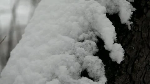 Loop: Snow on tree bark - close-up Stock Footage 22123396