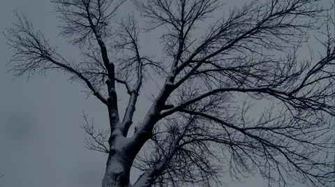 Loop: Snowy tree in wind, slow motion Stock Footage 20830180
