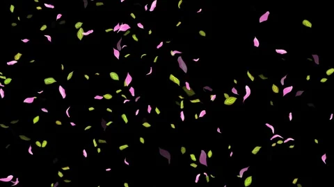 Loop Spring background, Leaves, Petals Falling on Black, white, blue Background Stock Footage 277774446