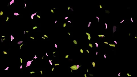 Loop Spring background, Leaves, Petals Falling on Black, white, blue Background Stock Footage 277774479