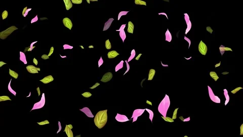 Loop Spring background, Leaves, Petals Falling on Black, white, blue Background Stock Footage 277774495