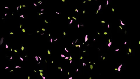 Loop Spring background, Leaves, Petals Falling on Black, white, blue Background Stock Footage 277774530